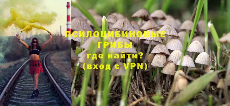 Псилоцибиновые грибы Psilocybe  Лиски 